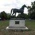Cheval : Dollar, étalon du haras de Viroflay