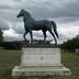 Cheval : Dollar, étalon du haras de Viroflay