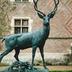 Cerf d’Europe