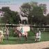 Cheval : Dollar, étalon du haras de Viroflay