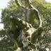 Bacchus, ou Le Faune ou Faune agaçant une panthère