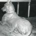 Chien danois