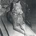 Chien danois