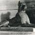 Chien danois